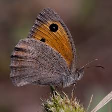 Attēlu rezultāti vaicājumam “Hyponephele lycaon male”