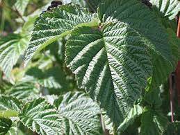 Attēlu rezultāti vaicājumam “Rubus plicatus leaf”