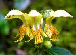 Attēlu rezultāti vaicājumam “Lamiastrum galeobdolon leaf”