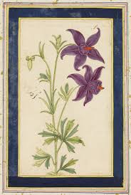 Attēlu rezultāti vaicājumam “Astragalus arenarius leaf”