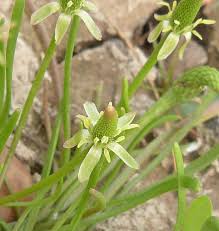 Attēlu rezultāti vaicājumam “Myosurus minimus flower”