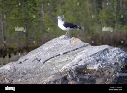 Attēlu rezultāti vaicājumam “Larus marinus adult”