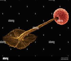 Attēlu rezultāti vaicājumam “Didymium sp.”