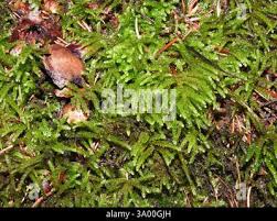 Attēlu rezultāti vaicājumam “Eurhynchium angustirete”