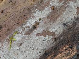 Attēlu rezultāti vaicājumam “Basidiodendron”