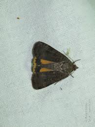 Attēlu rezultāti vaicājumam “Noctua fimbriata imago”