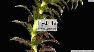 Attēlu rezultāti vaicājumam “Hydrilla verticillata leaf”