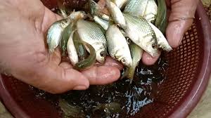 Image result for Cyprinus multitaeniatus