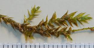 Attēlu rezultāti vaicājumam “Hygrohypnum luridum”