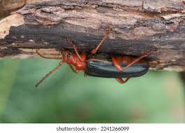 Attēlu rezultāti vaicājumam “Rhamnusium bicolor”