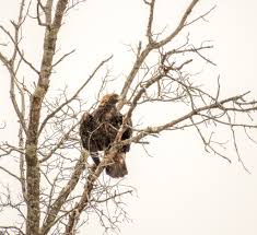 Attēlu rezultāti vaicājumam “Crex crex nest”