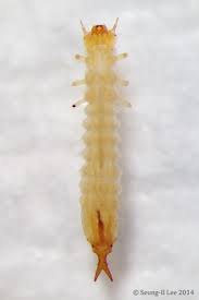 Attēlu rezultāti vaicājumam “Cucujidae”