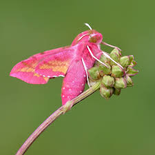 Attēlu rezultāti vaicājumam “Deilephila porcellus”