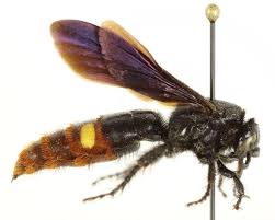 Attēlu rezultāti vaicājumam “Badhamia dubia macro”