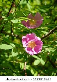 Attēlu rezultāti vaicājumam “Rosa majalis”