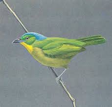 Attēlu rezultāti vaicājumam “Passeriformes”