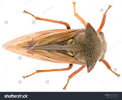 Attēlu rezultāti vaicājumam “Centrotus cornutus”