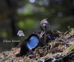 Attēlu rezultāti vaicājumam “Vouauxiomyces santessonii”