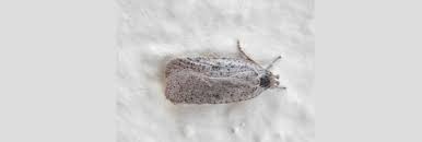 Attēlu rezultāti vaicājumam “Depressariidae”