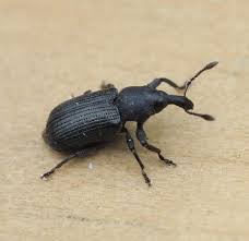 Attēlu rezultāti vaicājumam “Magdalis sp.”