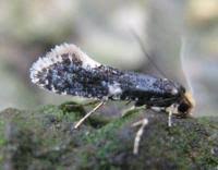 Attēlu rezultāti vaicājumam “Monopis weaverella”