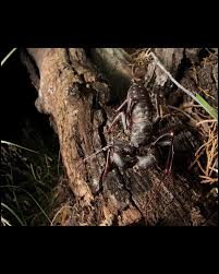 Attēlu rezultāti vaicājumam “Anthrenus sp. imago”