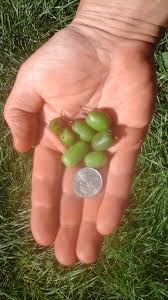 Attēlu rezultāti vaicājumam “Actinidia kolomikta fruit”