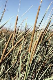 Attēlu rezultāti vaicājumam “Typha latifolia fruit”