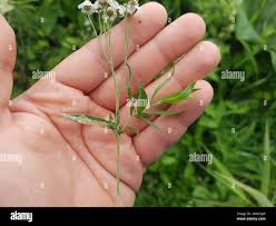 Attēlu rezultāti vaicājumam “Achillea salicifolia leaf”