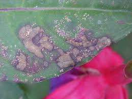 Attēlu rezultāti vaicājumam “Pucciniastrum areolatum”