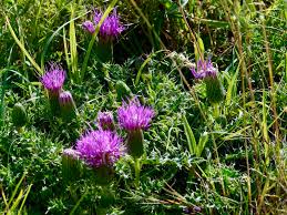 Attēlu rezultāti vaicājumam “Cirsium acaule”