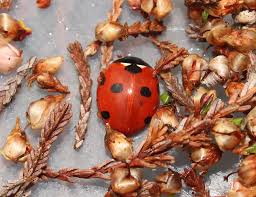 Attēlu rezultāti vaicājumam “Coccinella septempunctata”