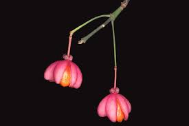 Attēlu rezultāti vaicājumam “Euonymus europaeus bud”