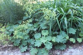 Image result for Alchemilla mollis