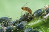 Attēlu rezultāti vaicājumam “Aphis farinosa”