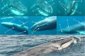 Image result for Balaenoptera omurai