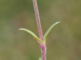 Attēlu rezultāti vaicājumam “Cerastium arvense leaf”