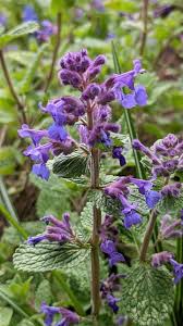 Image result for Nepeta cataria