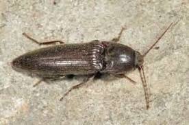 Attēlu rezultāti vaicājumam “Melanotus sp.”