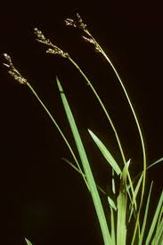 Attēlu rezultāti vaicājumam “Carex ornithopoda leaf”