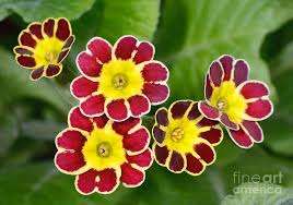 Attēlu rezultāti vaicājumam “Primula veris flower”