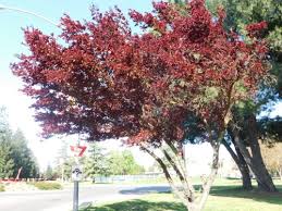 Attēlu rezultāti vaicājumam “Prunus cerasifera”