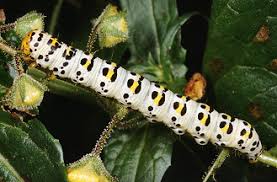 Attēlu rezultāti vaicājumam “Shargacucullia scrophulariae larva”