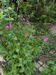 Attēlu rezultāti vaicājumam “Silene dioica leaf”