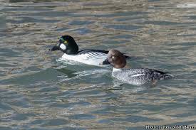 Attēlu rezultāti vaicājumam “Bucephala clangula female”
