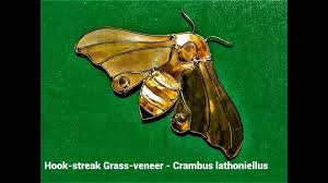 Attēlu rezultāti vaicājumam “Crambus lathoniellus”