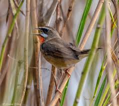 Image result for Luscinia calliope