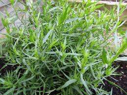 Image result for Artemisia dracunculus