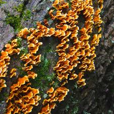 Attēlu rezultāti vaicājumam “Stereum hirsutum”