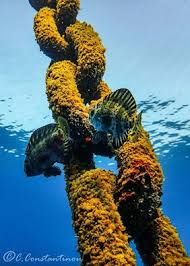 Image result for Schedophilus ovalis